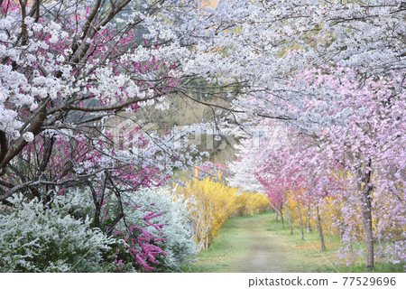 櫻花盛開的安野花之站公園 廣島春天的風景 77529696