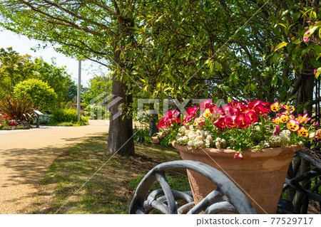 Wildflower Garden Bluebonett <Nagoya City, Aichi Prefecture> 77529717