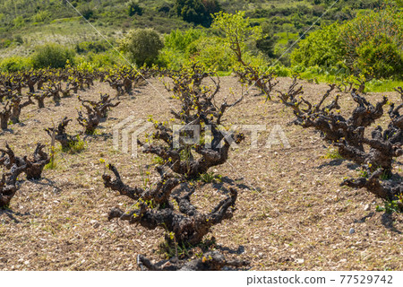 Early season in the wine-growing area of central Cyprus, beginning of vine growth 77529742