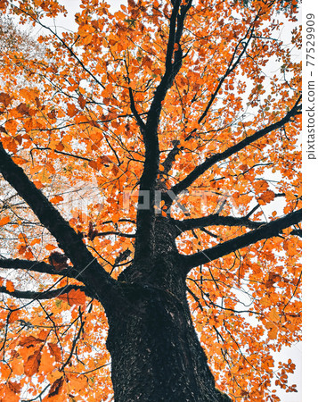 Ancient autumn oak tree with golden leaves on branches, low angle view Ancient autumn oak tree with golden leaves on branches, low angle view 77529909