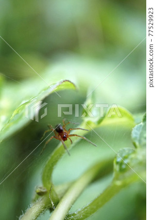 Agelena silvaticus cub waiting for food Agelena silvaticus cub waiting for food 77529923