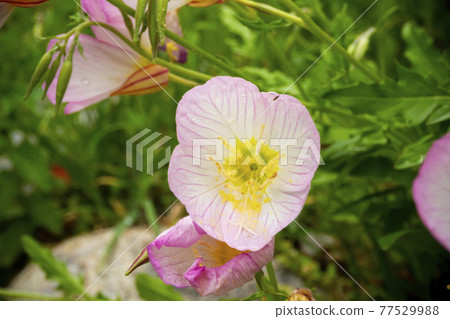 Pink evening primrose, fragrant evening primrose, western evening primrose Pink evening primrose, fragrant evening primrose, western evening primrose 77529988