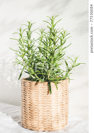 Rosemary herb in knitted pot. Rosemary herb in knitted pot. 77530084