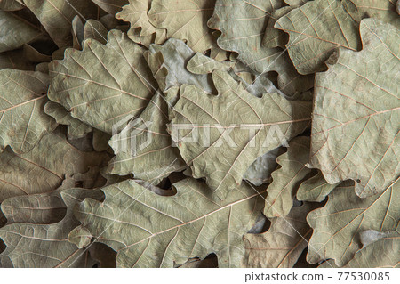 Dry oak leaves in a bath broom for the whole frame Dry oak leaves in a bath broom for the whole frame 77530085