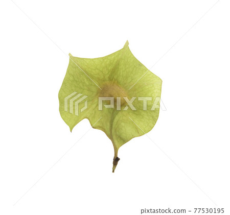Pterocarpus macrocarpus seeds on white background. 77530195