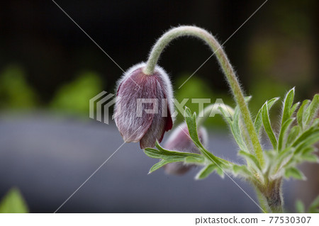 The soft, fluffy daisy bows its head. 77530307