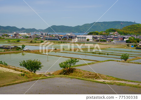 稻田瀨戶內海列車(香川縣贊岐市) 稻田瀨戶內海列車(香川縣贊岐市) 77530338