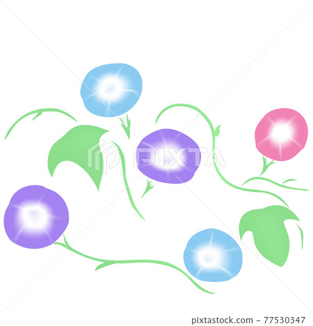 Illustrations of various Asagao and leaves 77530347