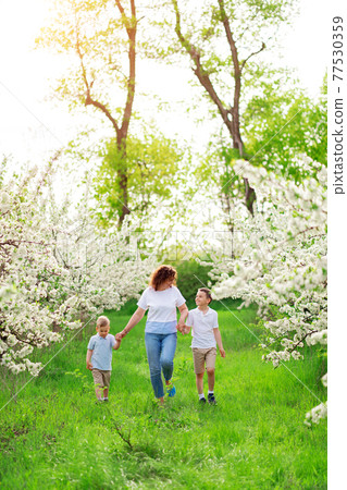 mother with sons walks in flowering garden. mother with sons walks in flowering garden. 77530359