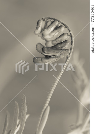 Yellow wild flower in Patagonia, Argentina 77530462