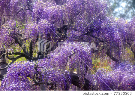 足利是一種花卉公園紫藤花 77530503