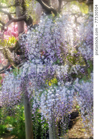 足利是一種花卉公園紫藤花 足利是一種花卉公園紫藤花 77530504