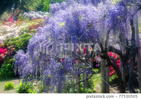 足利是一種花卉公園紫藤花 77530505