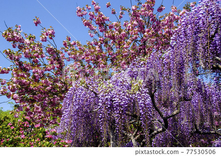 足利是一種花卉公園紫藤花 足利是一種花卉公園紫藤花 77530506