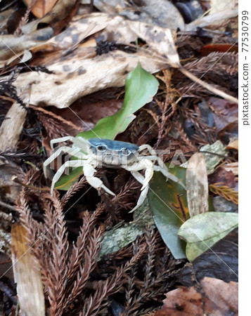 澤蟹（藍殼） 77530799