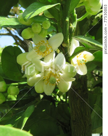 紅色小圓（柑橘）花 77530803