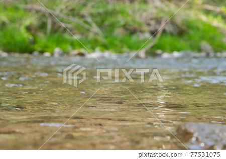 Fresh green stream Fresh green stream 77531075