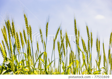 Fresh wheat with beautiful fresh green Fresh wheat with beautiful fresh green 77531609
