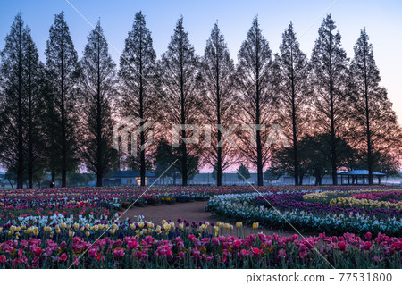 《Chiba Prefecture》 Windmill and tulip field ・ Dawn of Akebonoyama Agricultural Park 《Chiba Prefecture》 Windmill and tulip field ・ Dawn of Akebonoyama Agricultural Park 77531800