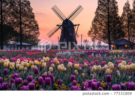 《千葉縣》風車和郁金香田·曙山農業公園的黎明 77531809