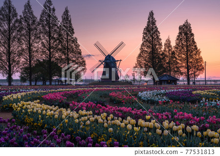 《千葉縣》風車和郁金香田·曙山農業公園的黎明 《千葉縣》風車和郁金香田·曙山農業公園的黎明 77531813