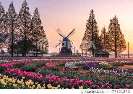 《Chiba Prefecture》 Windmill and tulip field ・ Dawn of Akebonoyama Agricultural Park 《Chiba Prefecture》 Windmill and tulip field ・ Dawn of Akebonoyama Agricultural Park 77531840