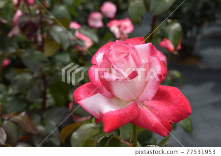 Pink spring roses Pink spring roses 77531953