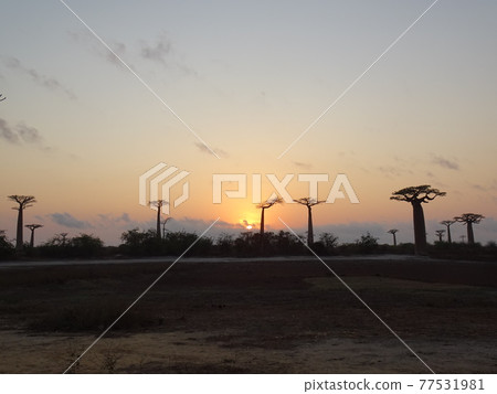 Asahi on the Baobab Highway (Madagascar Morondava) 77531981