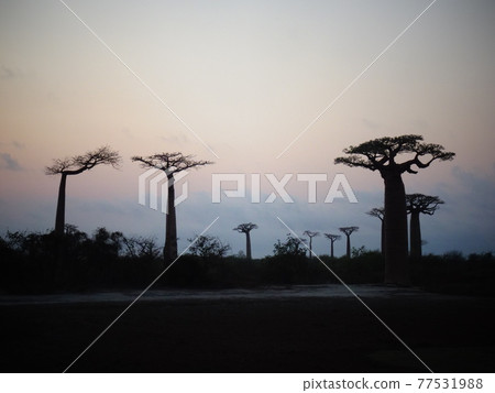Asahi on the Baobab Highway (Madagascar Morondava) 77531988
