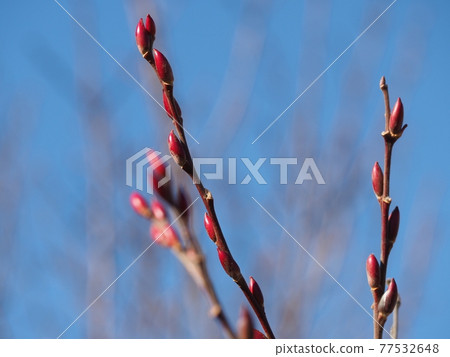 褪色柳的紅芽 77532648