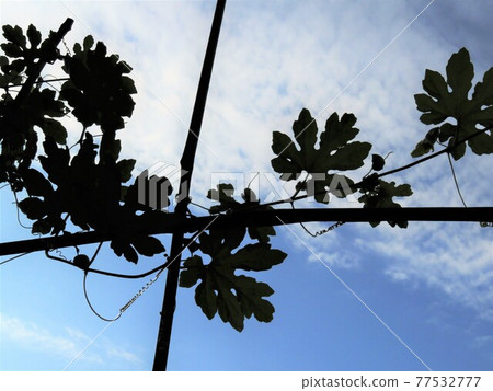 Impressive bitter gourd leaf Impressive bitter gourd leaf 77532777