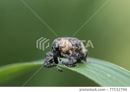  牛蛙豆象鼻蟲 77532799