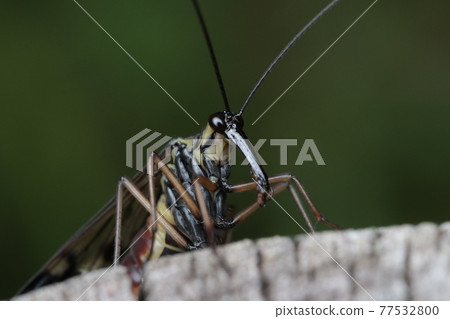 大和Siriage（彈簧型） 77532800