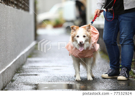 邊境牧羊犬穿著雨羽在雨中行走 77532924