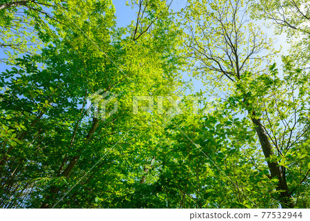 (Saitama Prefecture) Fresh green of Bonooreyama and clear sky (Saitama Prefecture) Fresh green of Bonooreyama and clear sky 77532944