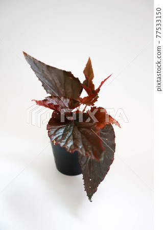 Begonia or Begonia sp, BEGONIACEAE Begonia or Begonia sp, BEGONIACEAE 77533150