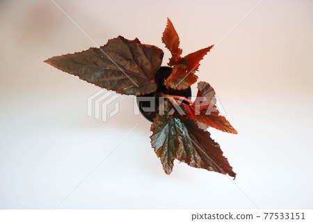 Begonia or Begonia sp, BEGONIACEAE Begonia or Begonia sp, BEGONIACEAE 77533151
