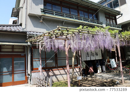 Funabashiya Kuzumochi in Kameido, Koto-ku, Tokyo Fuji Festival 77533289