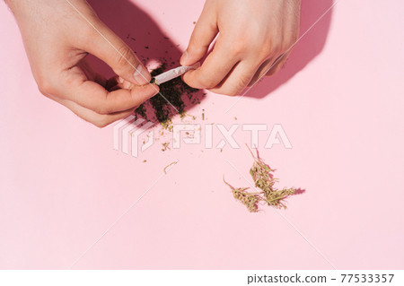 Hands making herbal dry Marijuana Cigarettes on pastel pink background with hard shadows. Flat lay Hands making herbal dry Marijuana Cigarettes on pastel pink background with hard shadows. Flat lay 77533357