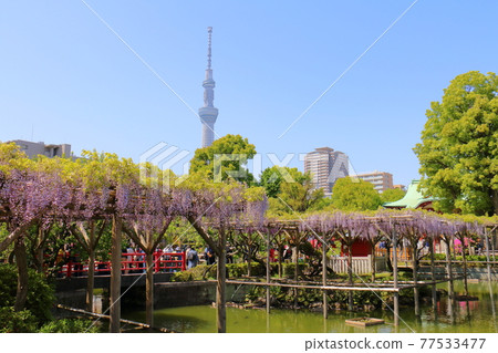 Fuji Festival Sky Tree at Kameido Tenjin Shrine in Kameido, Koto-ku, Tokyo 77533477