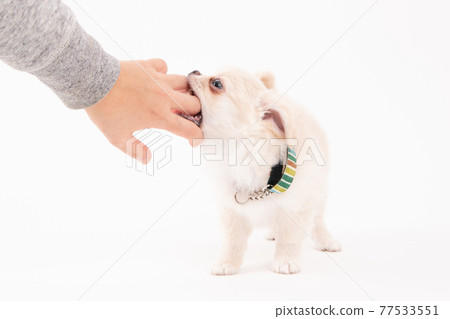 3 months cream-colored long coat Chihuahua with a sweet bite 77533551