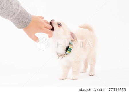 3 個月奶油色長外套奇瓦瓦狗咬一口 77533553