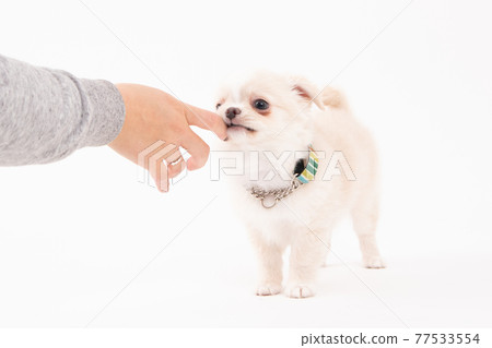 3 個月奶油色長外套奇瓦瓦狗咬一口 77533554