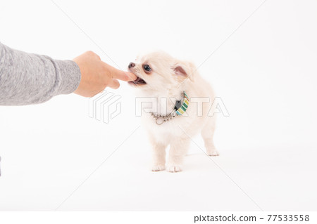 3 months cream-colored long coat Chihuahua with a sweet bite 3 months cream-colored long coat Chihuahua with a sweet bite 77533558