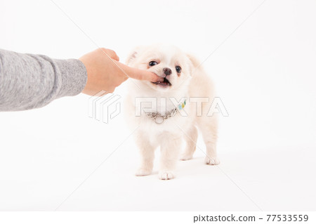 3 months cream-colored long coat Chihuahua with a sweet bite 3 months cream-colored long coat Chihuahua with a sweet bite 77533559