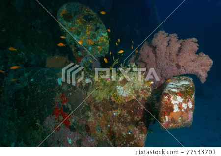 The screw of a sunken ship and the sea urchin that grows around it (Similan Islands, Kingdom of Thailand) 77533701