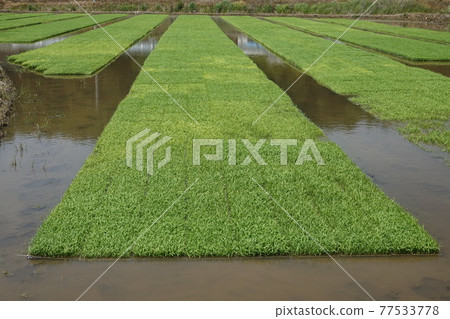 This is a photo taken before transplanting the sprouts grown in preparation for rice farming, the staple food of Koreans. This is a photo taken before transplanting the sprouts grown in preparation for rice farming, the staple food of Koreans. 77533778