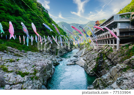 Carp streamer swimming in Oboke Gorge 77533904