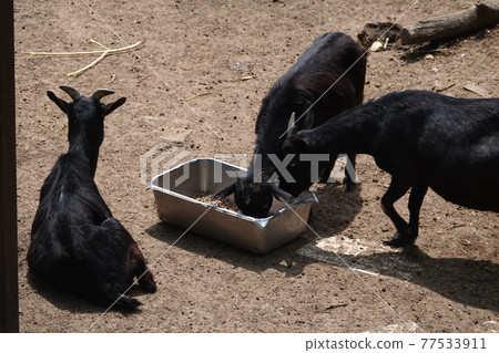 A black goat is eating inside our enclosure. A black goat is eating inside our enclosure. 77533911