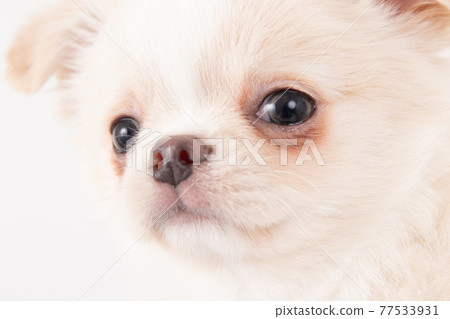 Long coat Chihuahua puppy with tears 77533931